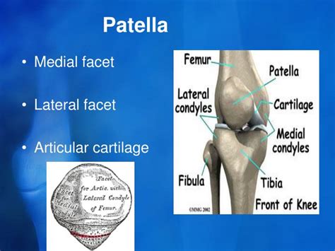 lateral patellar facet cartilage.